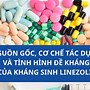 Mô Tả Quy Trình Thực Hiện Kháng Sinh Đồ